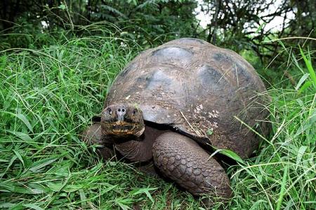 --- La tortue géante ---